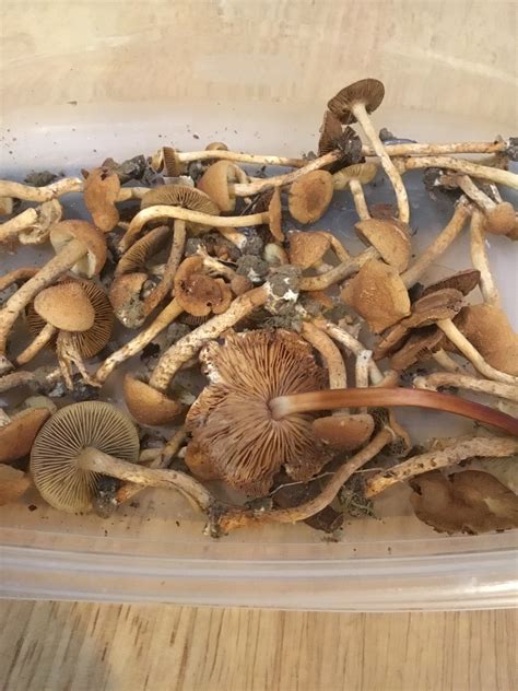 When I first posted pictures of these mushrooms at another website, I identified them as Psilocybe caerulipes. . Psilocybe caerulipes cultivation